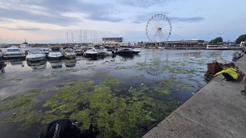 Constanța: Peisaj dezolant la mal, unde algele și gunoaiele strigă după atenție în Portul Tomis 1 foto constanta relaxare cu priveliste la alge si pet uri aruncate in mare imagine dezolanta intalnita de constanteni si turisti in portul tomis 684e6d8b8e64e