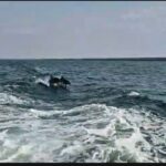 Delfinii au încântat privitorii în Marea Neagră, jucându-se cu voioșie și căutând aplauze! 2 foto video delfinii au facut spectacol in largul marii negre jucausi si dornici de atentie 685261d971059