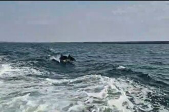 foto video delfinii au facut spectacol in largul marii negre jucausi si dornici de atentie 685261d971059