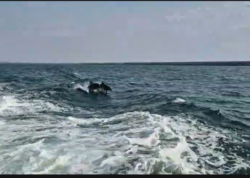 foto video delfinii au facut spectacol in largul marii negre jucausi si dornici de atentie 685261d971059