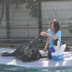 Foca Velykis, superstarul de 9 ani al CMSN Constanța! Plină de energie și voie bună, își așteaptă cu entuziasm fanii de toate vârstele! 2 foto video foca velykis de 9 ani vedeta cmsn constanta energica ghidusa si mare amatoare de aplauze ii asteapta cu bucurie pe spectatorii mari si mici 684d776a974a9