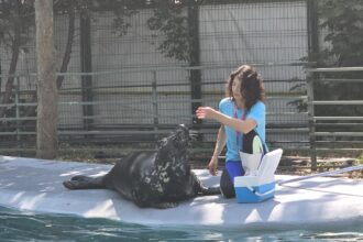 foto video foca velykis de 9 ani vedeta cmsn constanta energica ghidusa si mare amatoare de aplauze ii asteapta cu bucurie pe spectatorii mari si mici 684d776a974a9