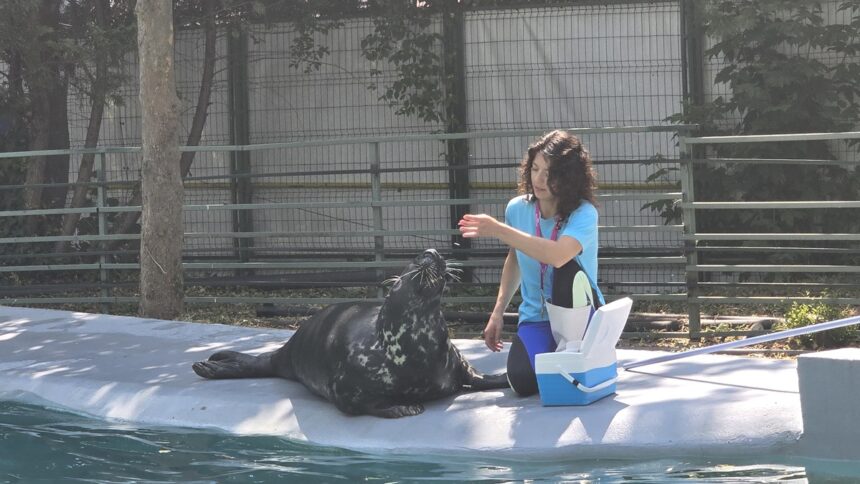 Foca Velykis, superstarul de 9 ani al CMSN Constanța! Plină de energie și voie bună, își așteaptă cu entuziasm fanii de toate vârstele! 1 foto video foca velykis de 9 ani vedeta cmsn constanta energica ghidusa si mare amatoare de aplauze ii asteapta cu bucurie pe spectatorii mari si mici 684d776a974a9