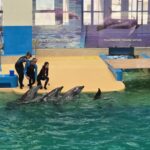 Delfinariul din Constanța revine în forță cu un spectacol impresionant: CINCI delfini pe scenă! 2 foto video spectacol cu cinci delfini astazi are loc prima reprezentatie la delfinariul din constanta dupa finalizarea lucrarilor de modernizare 684e828704cb7