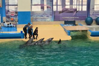 foto video spectacol cu cinci delfini astazi are loc prima reprezentatie la delfinariul din constanta dupa finalizarea lucrarilor de modernizare 684e828704cb7