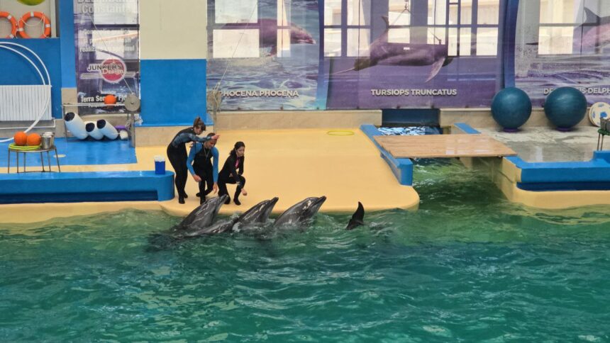 Delfinariul din Constanța revine în forță cu un spectacol impresionant: CINCI delfini pe scenă! 1 foto video spectacol cu cinci delfini astazi are loc prima reprezentatie la delfinariul din constanta dupa finalizarea lucrarilor de modernizare 684e828704cb7