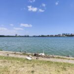 foto video surpriza in parcul tabacarie din constanta o familie de lebede cu pui incanta trecatorii 6857dca0a6d7e