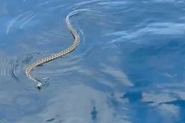 invazie de serpi in ibiza turistii prea speriati ca sa mai intre in apa situatia provoaca panica la nivelul intregii insule 6851184e7718a