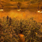 Descoperire surprinzătoare în Vâlcea: Casa unui bărbat împânzită de plante de cannabis gigantice! 2 locuinta unui barbat din judetul valcea plina de plante de cannabis politistii au descoperit ca unele se apropiau de 150m inaltime 684b1bb119db5