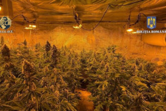 locuinta unui barbat din judetul valcea plina de plante de cannabis politistii au descoperit ca unele se apropiau de 150m inaltime 684b1bb119db5