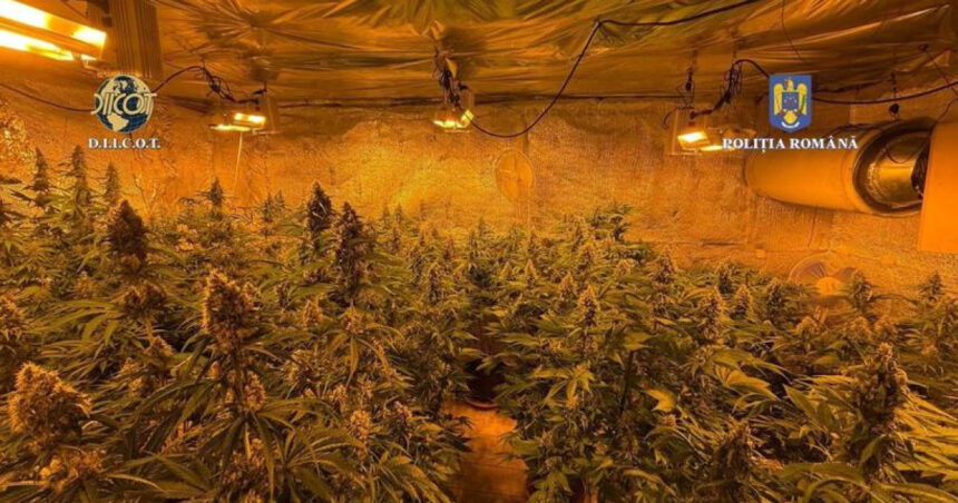 Descoperire surprinzătoare în Vâlcea: Casa unui bărbat împânzită de plante de cannabis gigantice! 1 locuinta unui barbat din judetul valcea plina de plante de cannabis politistii au descoperit ca unele se apropiau de 150m inaltime 684b1bb119db5