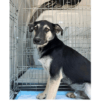 Max își întâmpină noua familie! Fă-ți și tu un prieten patruped din Adăpostul Public de Animale Abandonate Constanța! 2 max are de astazi o familie si tu poti adopta un catel din adapostul public de animale abandonate constanta 685d427ec095a