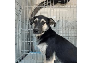 max are de astazi o familie si tu poti adopta un catel din adapostul public de animale abandonate constanta 685d427ec095a