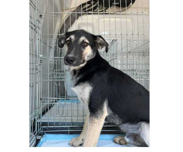 Max își întâmpină noua familie! Fă-ți și tu un prieten patruped din Adăpostul Public de Animale Abandonate Constanța! 1 max are de astazi o familie si tu poti adopta un catel din adapostul public de animale abandonate constanta 685d427ec095a