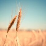 Creșterea cotelor pentru importurile de produse agricole din Ucraina în UE: O nouă eră post-conflict 3 noile cote la importurile de produse agricole din ucraina in ue vor fi mai mari decat inainte de razboi 6842dfb983bd5