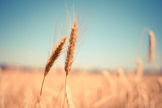 noile cote la importurile de produse agricole din ucraina in ue vor fi mai mari decat inainte de razboi 6842dfb983bd5