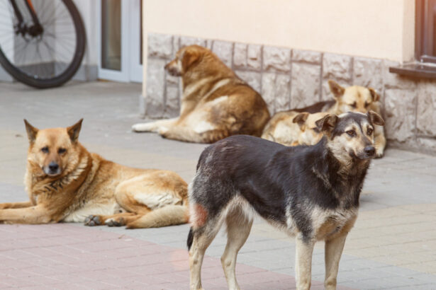 o femeie marea britanie a murit de rabie dupa ce a fost zgariata usor de un catelus a inceput cu o durere de cap 6852ef6878223