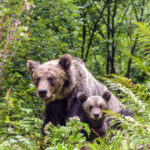 „O mamă urs și doi pui au fost surprinși pe străzile din Bușteni. Locuitorii au fost informați prin RO-ALERT” 3 o ursoaica si doi pui au fost vazuti pe o strada din busteni localnicii avertizati prin ro alert 683d4ae83728a