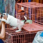 Parlamentul European pune capăt comerțului cu pisici și câini în magazinele de animale! 3 parlamentul european interzice vanzarea pisicilor si cainilor in pet shop uri 6855469b1cac9