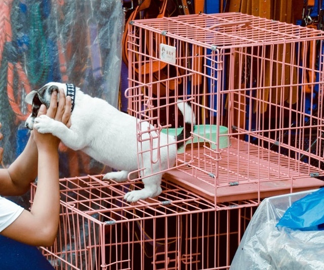 Parlamentul European pune capăt comerțului cu pisici și câini în magazinele de animale! 1 parlamentul european interzice vanzarea pisicilor si cainilor in pet shop uri 6855469b1cac9