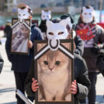 Măsuri mai severe în Italia împotriva brutalității asupra animalelor: Reacția celor care facilitează luptele între câini în fața justiției. 3 pedepse mai aspre in italia pentru cruzimea fata de animale cum raspund in fata legii cei care organizeaza lupte de caini 684da26d638fa