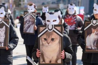 pedepse mai aspre in italia pentru cruzimea fata de animale cum raspund in fata legii cei care organizeaza lupte de caini 684da26d638fa
