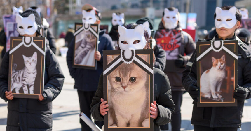 Măsuri mai severe în Italia împotriva brutalității asupra animalelor: Reacția celor care facilitează luptele între câini în fața justiției. 1 pedepse mai aspre in italia pentru cruzimea fata de animale cum raspund in fata legii cei care organizeaza lupte de caini 684da26d638fa