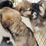 Mai mult de 250 de câini salvați de pe străzi în luna mai. ASPA reamintește despre campaniile gratuite de sterilizare! 2 peste 250 de caini ridicati de pe domeniul public in luna mai aspa aminteste de programele gratuite de sterlizare 683efb528d75e