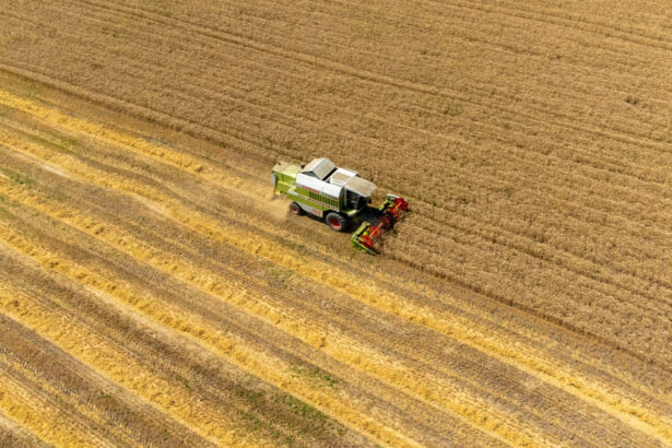 preturile mondiale la alimente au scazut in luna mai in urma ieftinirii cerealelor zaharului si uleiului 6842d7342c47a