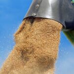 România atinge un nou record istoric în recolta de grâu, cea mai prolifică din 1997 încoace! 2 romania va inregistra cea mai mare recolta la grau de dupa 1997 685023c2673ac