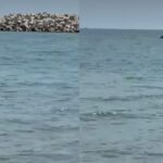 Un moment spectaculos pe litoral: delfinii au venit aproape de țărm în Eforie Nord 3 spectacol rar pe litoral un grup de delfini s a apropiat de mal in eforie nord 684ecc41f218f