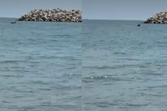 spectacol rar pe litoral un grup de delfini s a apropiat de mal in eforie nord 684ecc41f218f