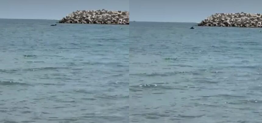 Un moment spectaculos pe litoral: delfinii au venit aproape de țărm în Eforie Nord 1 spectacol rar pe litoral un grup de delfini s a apropiat de mal in eforie nord 684ecc41f218f