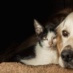 Statul ar putea să își echilibreze economia pe seama patrupedelor: Creșterea TVA-ului pentru hrana acestora? 3 statul ar vrea sa redreseze economia pe spinarea animalelor de companie tva majorat la mancarea blanosilor 68404bc5a2133