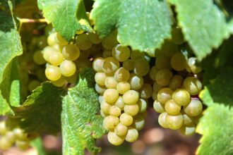 un lichidator judiciar vinde prin licitatie publica peste 63 de hectare de vita de vie in murfatlar si poarta alba vezi cine este proprietarul 68594002ed996