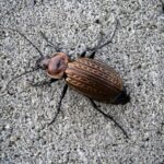 Urban.ro - Laptele de gândac: o sursă de nutrienți de trei ori mai bogată decât cel de vacă. Înghețata pe bază de gândaci a ajuns pe rafturi! 2 urban ro laptele de gandac este de trei ori mai nutritiv decat cel de vaca inghetata cu gandaci este deja la vanzare 684bb49304248
