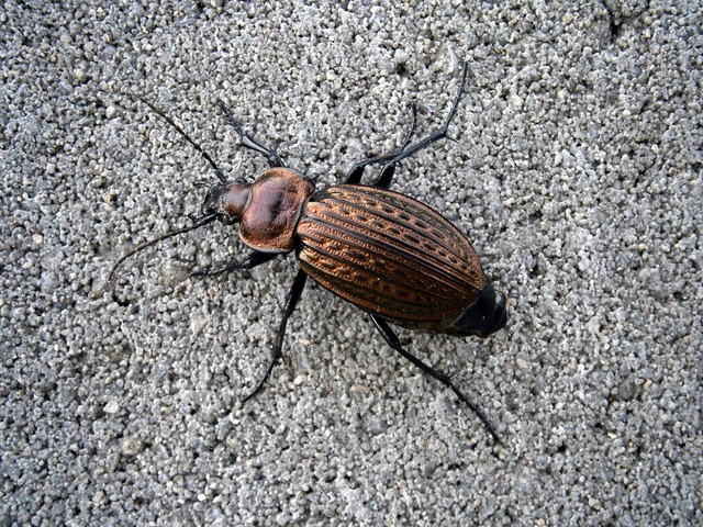Urban.ro - Laptele de gândac: o sursă de nutrienți de trei ori mai bogată decât cel de vacă. Înghețata pe bază de gândaci a ajuns pe rafturi! 1 urban ro laptele de gandac este de trei ori mai nutritiv decat cel de vaca inghetata cu gandaci este deja la vanzare 684bb49304248