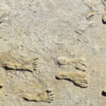 urmele de pasi care schimba istoria americii ce au descoperit cercetatorii in white sands 686211ba97138