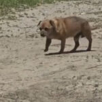Bărbat sancționat cu 12.000 de lei pentru abandonul unui câine în Mamaia 3 video amenda de 12 000 de lei pentru un barbat care a abandonat un caine in statiunea mamaia 6842d3cce11ab