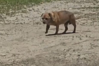 video amenda de 12 000 de lei pentru un barbat care a abandonat un caine in statiunea mamaia 6842d3cce11ab