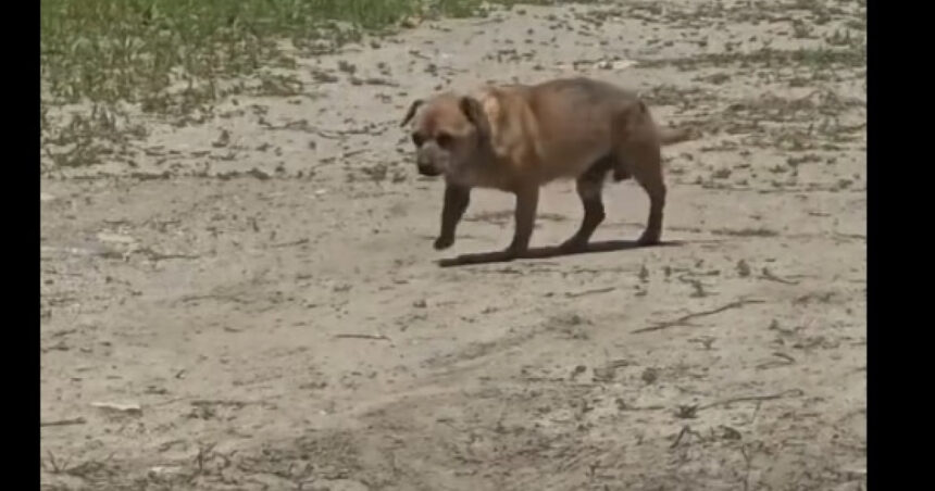 Bărbat sancționat cu 12.000 de lei pentru abandonul unui câine în Mamaia 1 video amenda de 12 000 de lei pentru un barbat care a abandonat un caine in statiunea mamaia 6842d3cce11ab