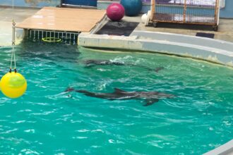 video ce spune directorul complexului muzeal de stiinte ale naturii constanta despre cauza mortii delfinului chen chen 684d3d49b1f9b