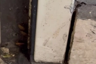video comisarii anpc au controlat din nou restaurantul chinezesc dintr un mall al capitalei gandaci produse expirate si pereti murdari 6857822883d74