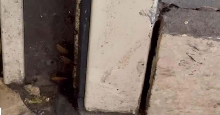 Comisarii ANPC au realizat o nouă inspecție la restaurantul chinezesc din mallul bucureștean: descoperiri șocante cu gândaci, alimente expirate și igienă precară! 1 video comisarii anpc au controlat din nou restaurantul chinezesc dintr un mall al capitalei gandaci produse expirate si pereti murdari 6857822883d74