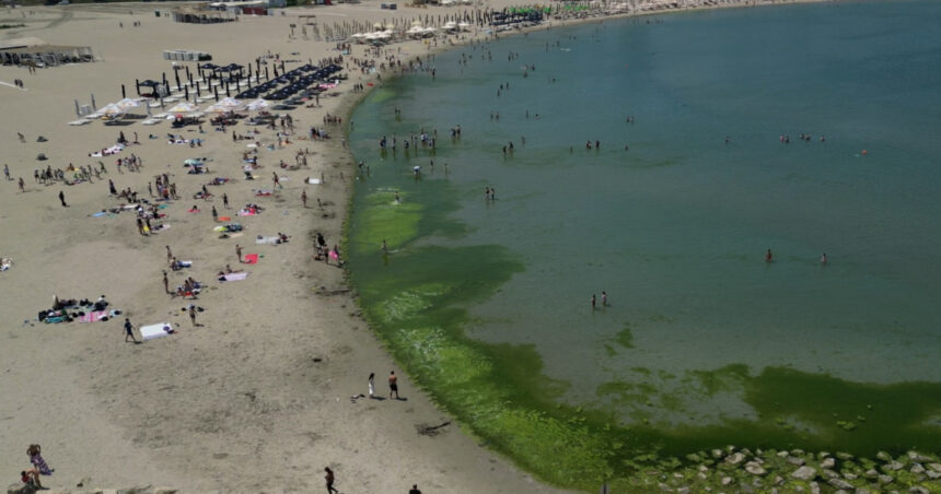 „Culoarea verde a litoralului: Fenomenul algelor la debutul sezonului și explicațiile experților” 1 video covor de alge pe litoral la inceput de sezon cum explica specialistii fenomenul intalnit de regula spre finalul verii 68426a3486662