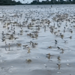 Dansul fermecat al rusaliilor în Delta Dunării: Spectacolul efemeridelor capturat în Sulina 2 video dansul rusaliilor surprins din nou in delta dunarii roiuri de efemeride filmate in zona sulina 683d7ea41d76d