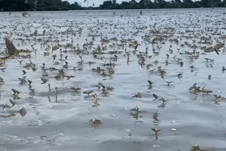 video dansul rusaliilor surprins din nou in delta dunarii roiuri de efemeride filmate in zona sulina 683d7ea41d76d