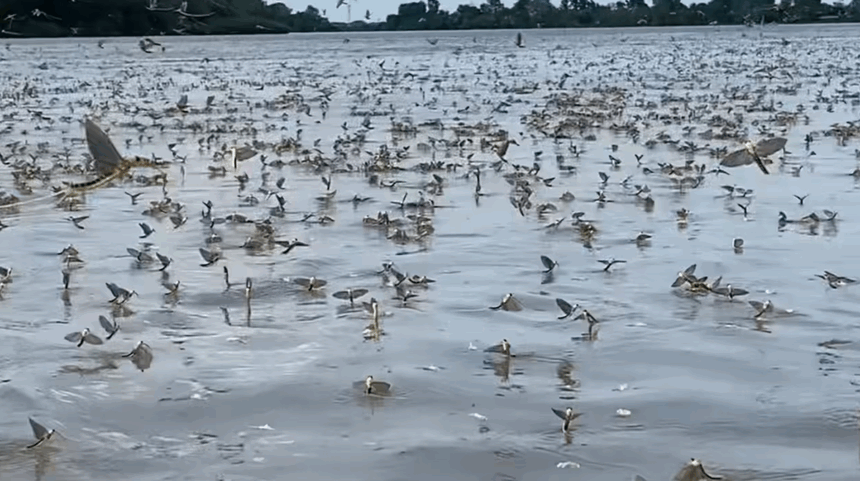 Dansul fermecat al rusaliilor în Delta Dunării: Spectacolul efemeridelor capturat în Sulina 1 video dansul rusaliilor surprins din nou in delta dunarii roiuri de efemeride filmate in zona sulina 683d7ea41d76d