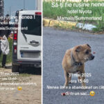 Un Act De Nepăsare: Cățelușul Bătrân Lăsat în Ulițele Mamaiei 2 video gest inuman momentul in care un catelus batran este abandonat in mamaia 683c1488a543c