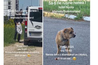video gest inuman momentul in care un catelus batran este abandonat in mamaia 683c1488a543c